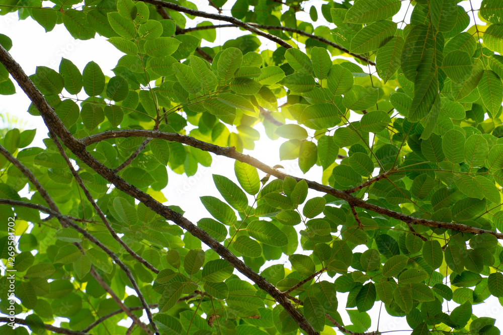 The view under the branches of bright green leaves