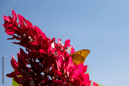 yellow butterfly, nature colors showing blue sky, red flowers, and life showing yellow in deep contrast