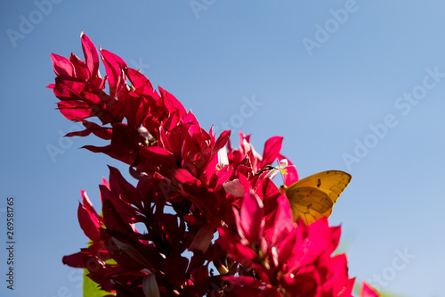yellow butterfly, nature colors showing blue sky, red flowers, spring showing us the peaceful life os a garden