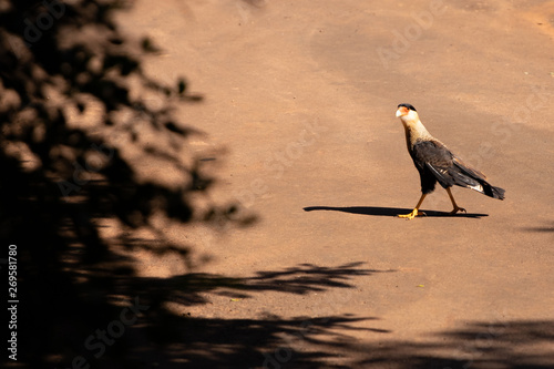  brazilian eagle looking for the hunting of the day, looking through the shade, walking in the sun