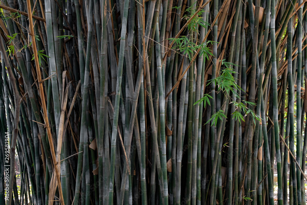 Bamboo trees and its stunning harmonic growth Stock Photo | Adobe Stock