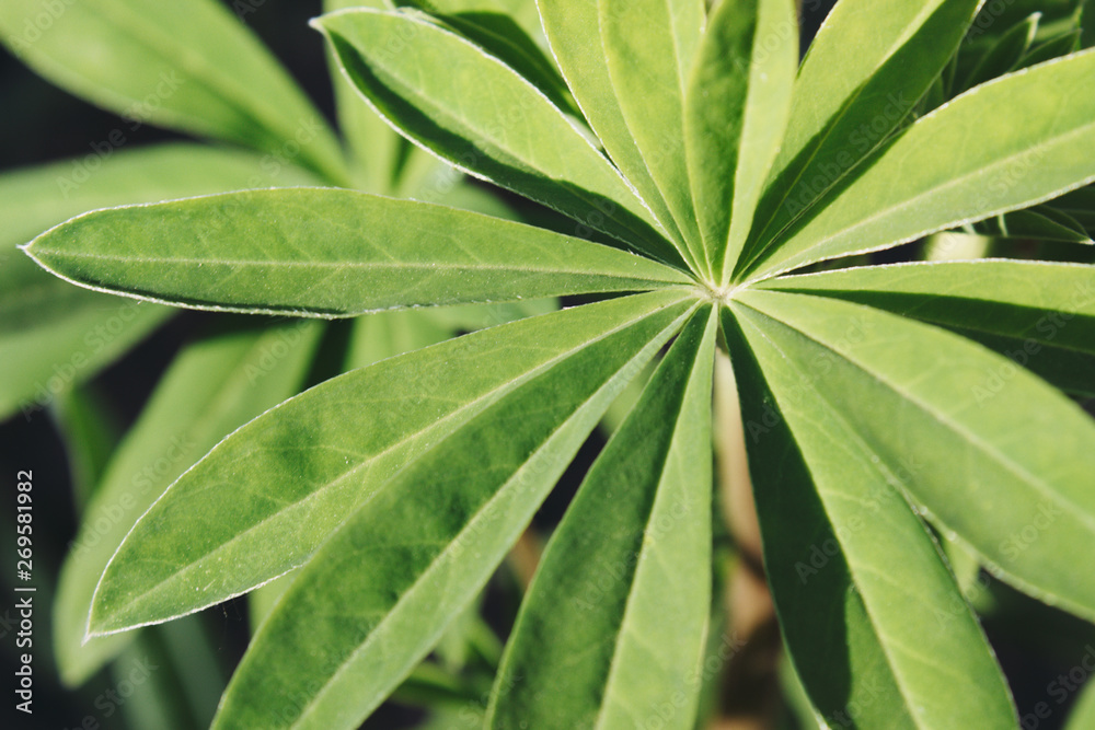 Large green leaves of flowers. Large green leaves of flowers.