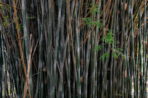Bamboo trees and its stunning harmonic growth