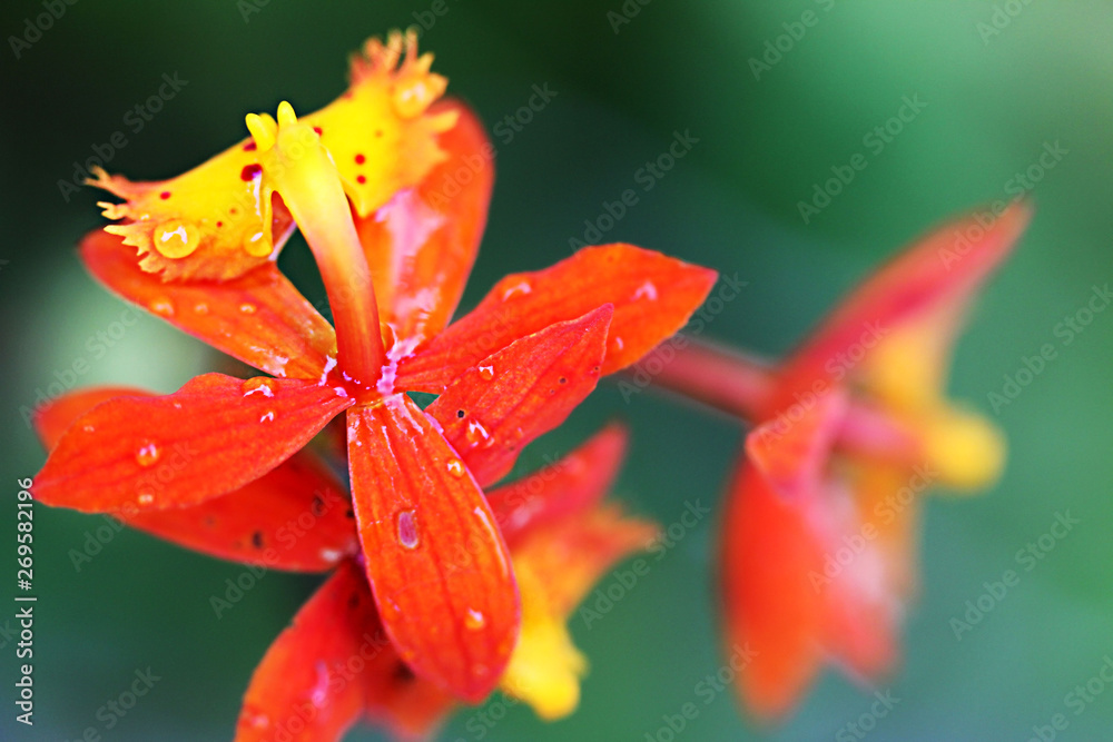 Obraz premium macro of orange tropical flowers in florida