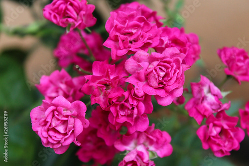 Rosas Foco Bonitas Flores Floral