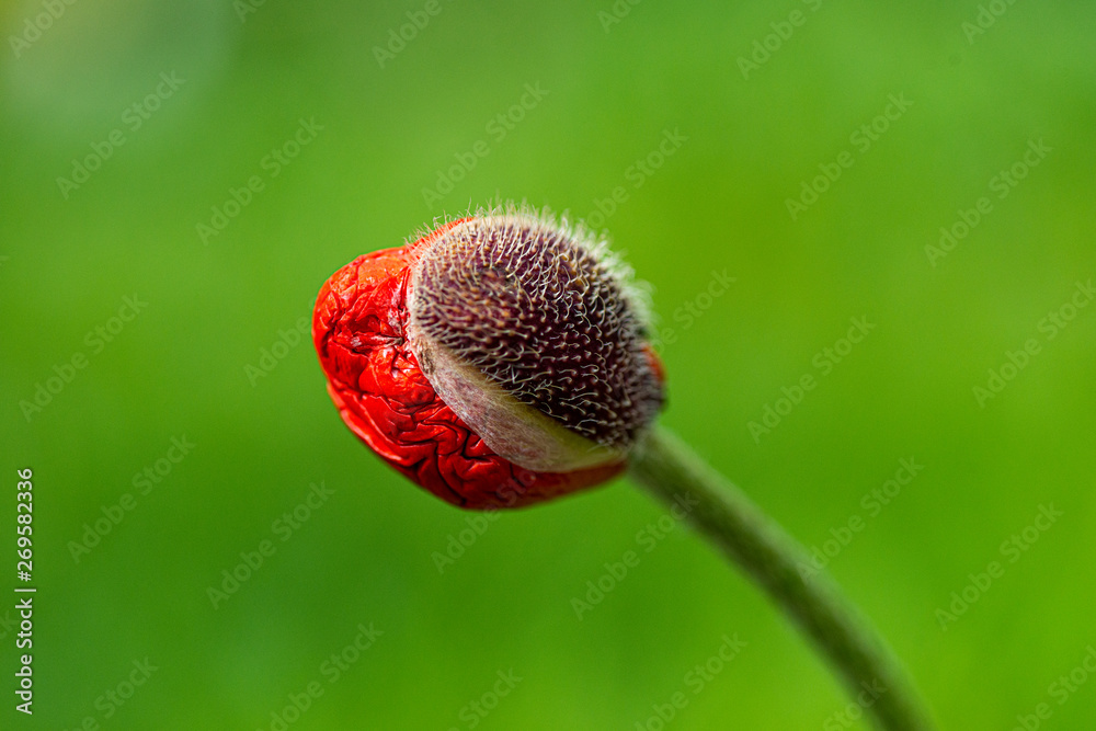 Obraz premium mohnknospe