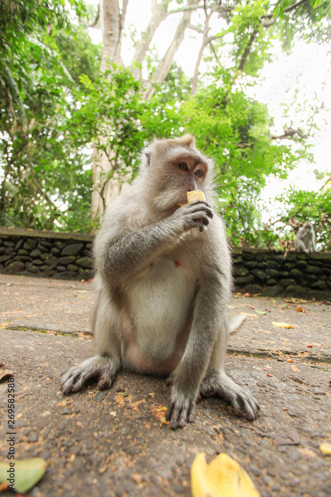 Fototapeta premium Macaque monkey in Ubud Bali