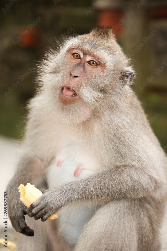 Macaque monkey in Ubud Bali