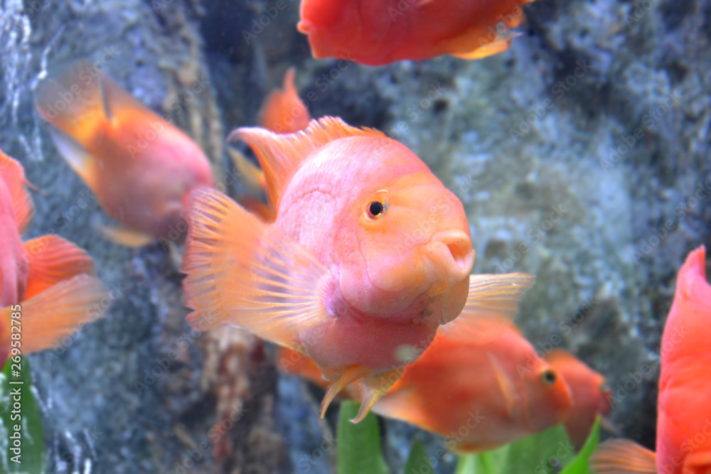 red blood parrot fish red blood parrot fish