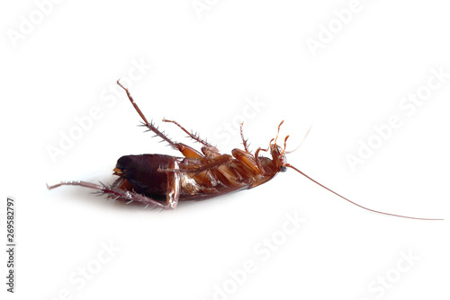 dead cockroach isolated on white