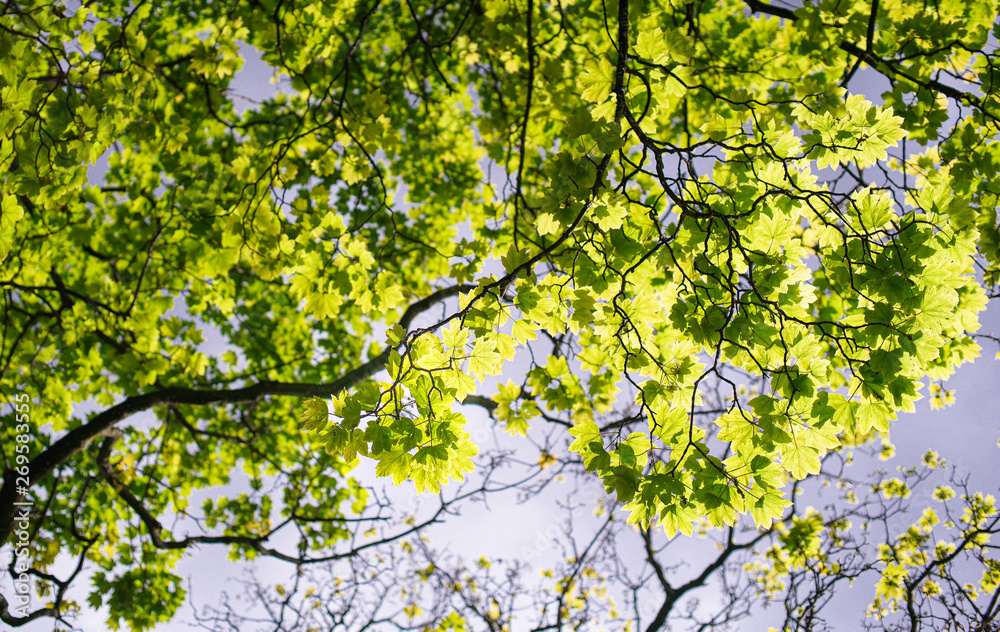 Tree in spring Tree in spring