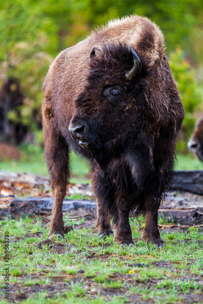 American buffalo