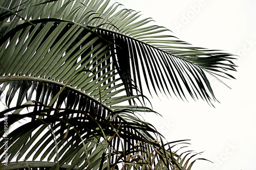 isolated tropical palm tree leaves florida