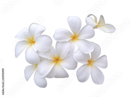 white plumeria flowers isolated on white