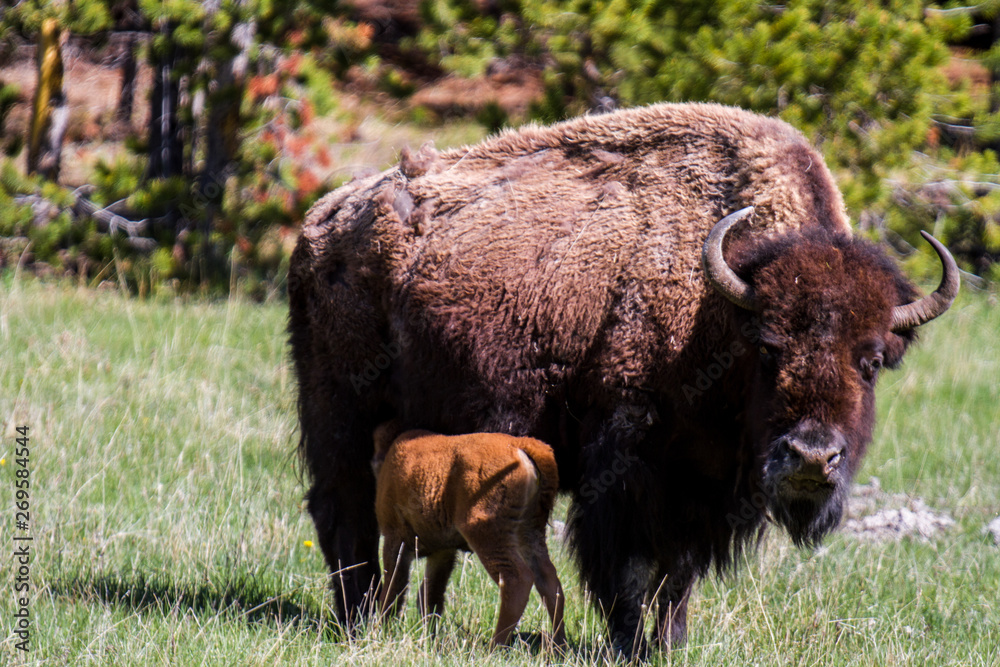 American buffalo with baby