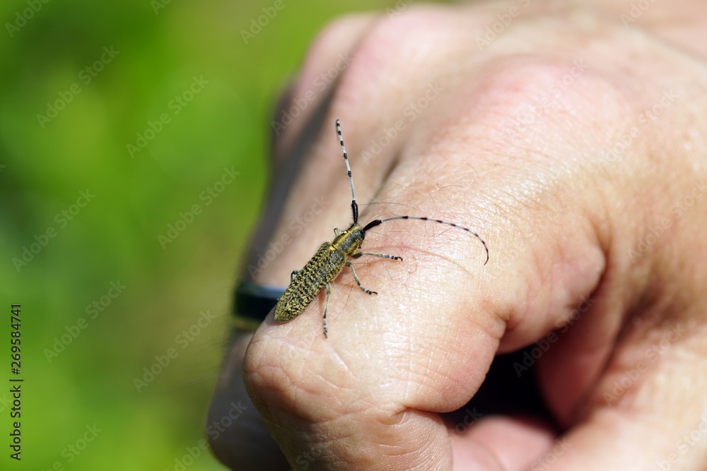 Obraz premium Scheckhorn-Distelbock (Agapanthia villoviridescens)