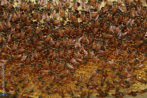 Bee colonies. Worker honey bees on the hexagonal honeycomb