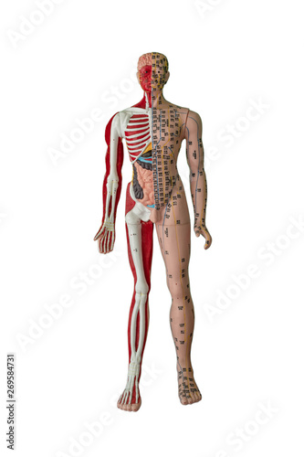 Принти на полотні acupuncture points, bone, muscle and internal organ figure