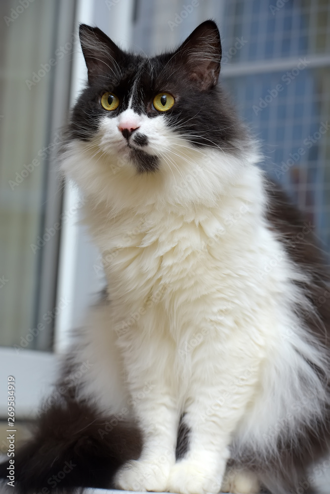 Black And White Norwegian Forest Cat