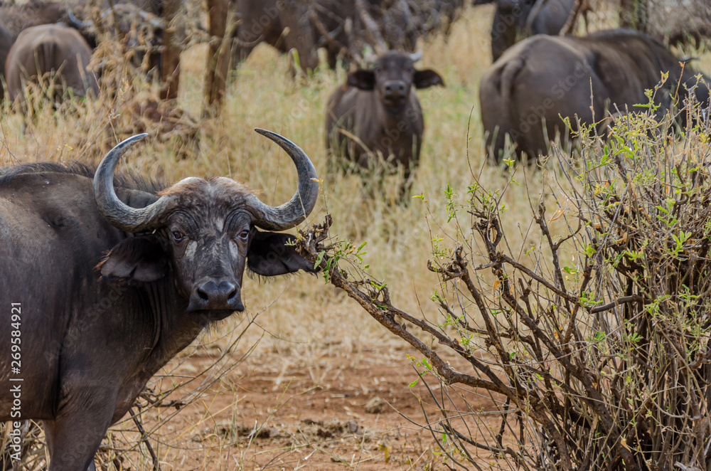 A mean cape buffalo protects the herd in Tanzania A mean cape buffalo protects the herd in Tanzania