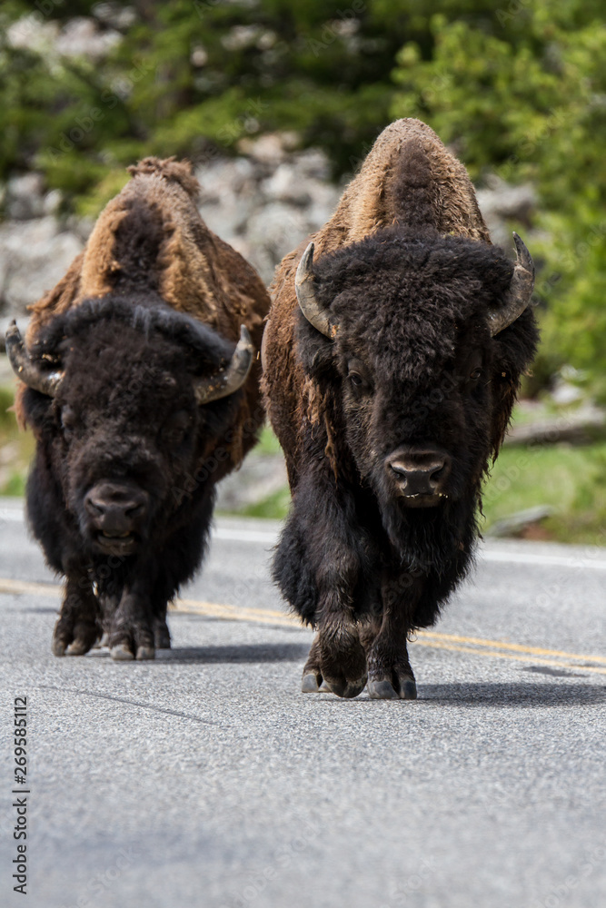 Fototapeta premium American buffalos