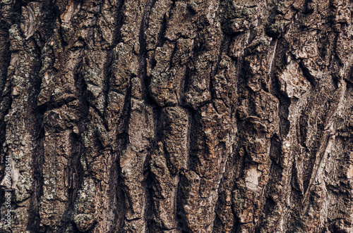 Texture, background of old ancient bark of a powerful tree.
