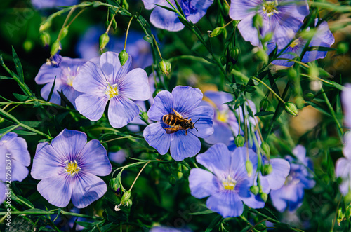 Bright summer background of delicate blue flowers.