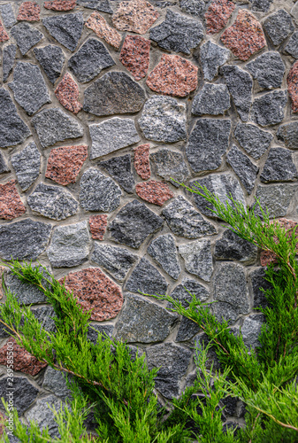 Powerful reliable wall (fence) from multi-colored - gray and red granite and green branches of mozhevelnik (thuja). photo