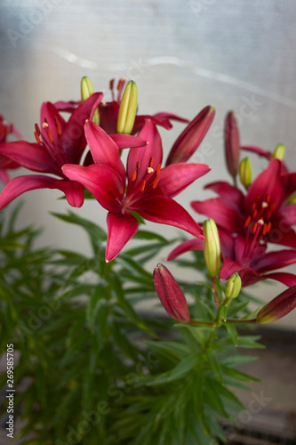 Lilium