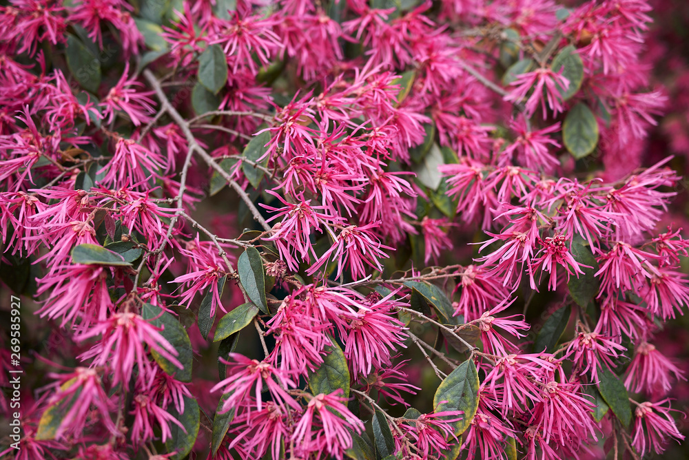 Loropetalum chinense rubrum Loropetalum chinense rubrum