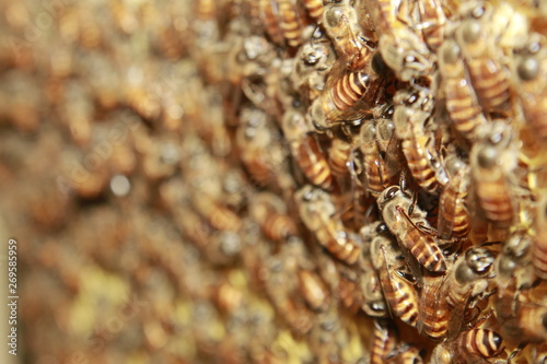 Abstract background of honey bees on honeycomb. © #CHANNELM2