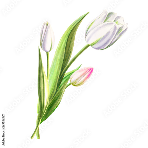 Beautiful white tulip composition. Bouquet. Marker drawing. Watercolor painting. Floral composition of design elements. Greeting card. Wedding, birthday. Painted background. Hand drawn illustration.