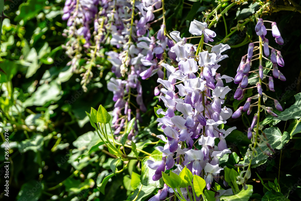 Obraz premium Close-up of blossoming branch of Chinese and Japanese wisteria on blurred background of greenery. Selective focus, elegant concept of nature of North Caucasus for design.