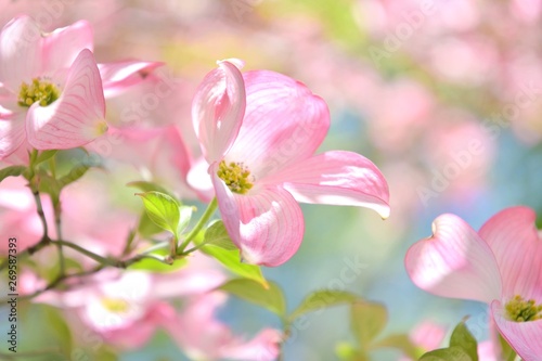 Beautiful pink blossom flower with selective focus on blurred pink flowers background. Spring time. Tender pink blooming tree on a sunny summer day. Big pink flowers with delicate textured petals
