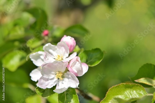 Beautiful pink apple tree blossom with selective focus. White apple tree flowers and buds with green leaves on blurred summer background. Spring time. Blooming apple orchard. Blooming apples branch