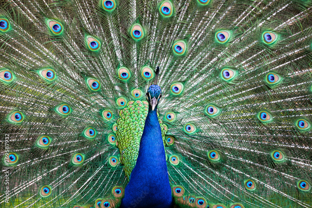 Fototapeta premium Peacock with all its colors