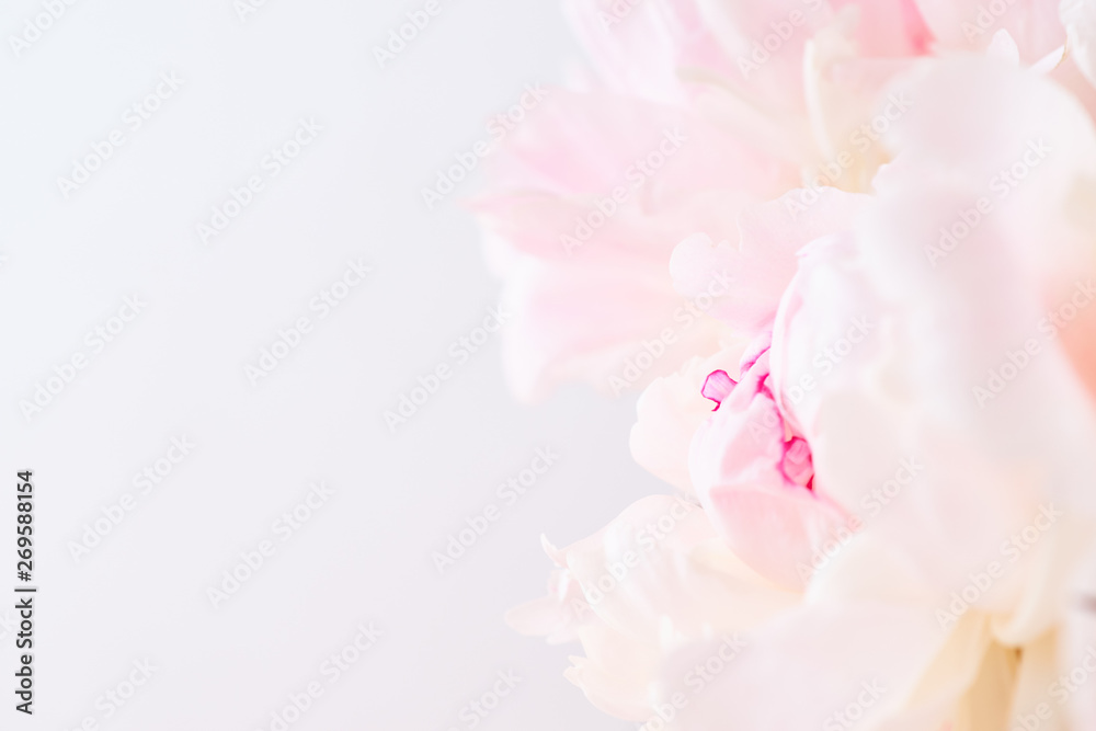 Blurred delicate petals of a pink peony. Unfocused abstract floral background