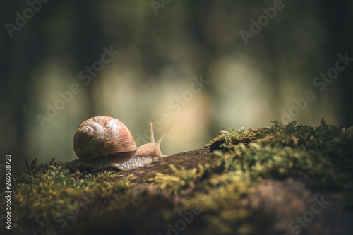 Big snail on the moss