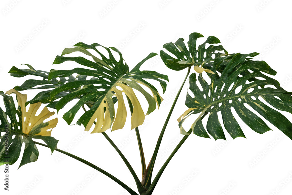 Tropical rainforest green Monstera Giant Yellow Variegated jungle leaves vine plant rare Philodendron isolated on white background, clipping path incuded.