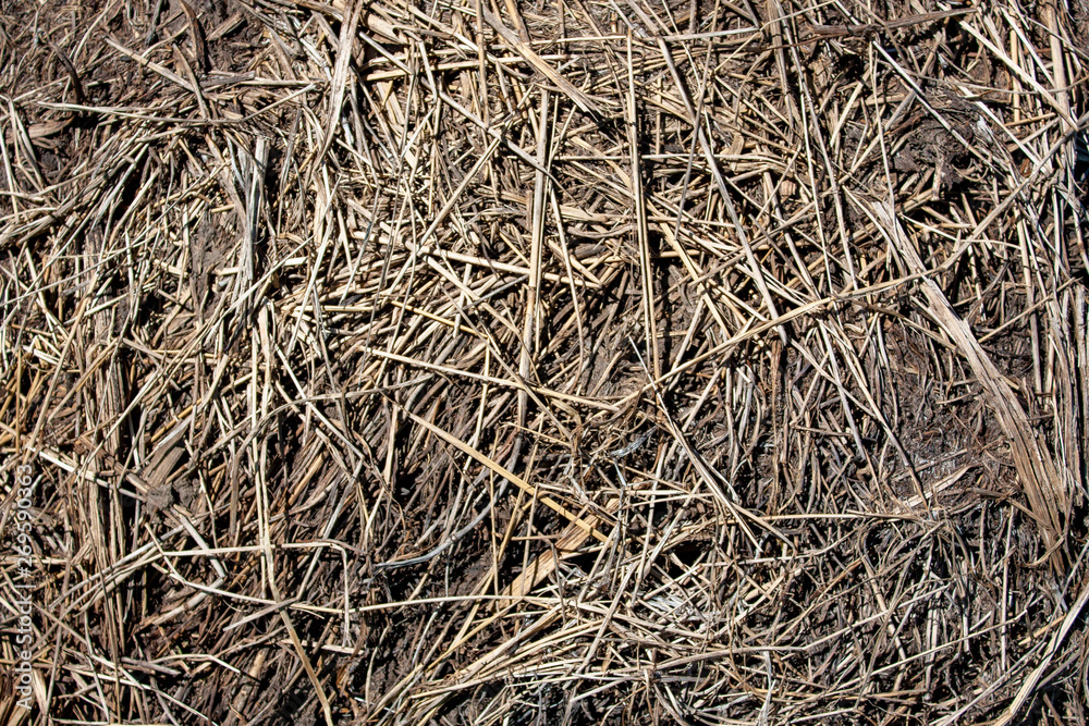Dry stalks of grass on the ground, top view.