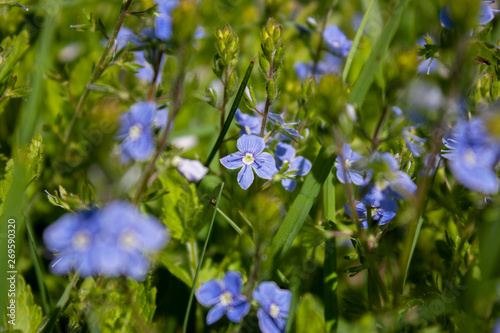 Veronica chamaedrys flowers in the meadow on a sunny day. Flowering meadow, side view.