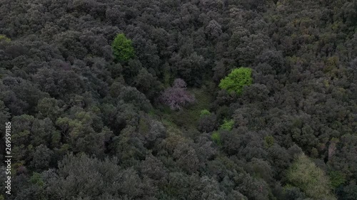 Holm Oak forest, Mediterranean forest, Sprig, Montaña Oriental Costera, Liendo, Liendo Valley, Cantabria, Spain, Europe photo