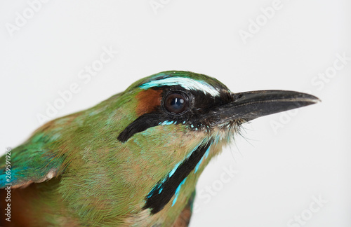 Profile portrait of guardabarranco bird photo