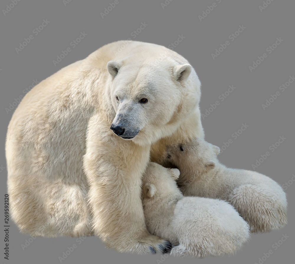 Fototapeta premium Polar bears (Ursus maritimus) - mother and two cub. Bear mom feeding twins cubs