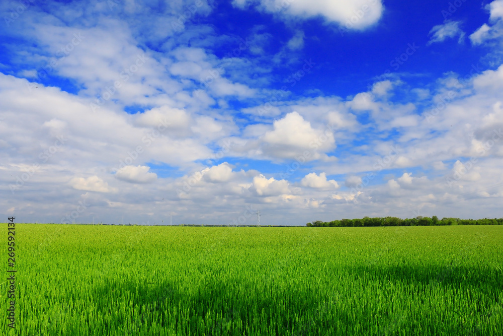 Wheat field against a blue sky