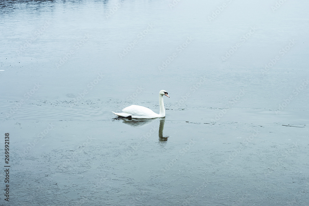 A white single swan on the lake A white single swan on the lake