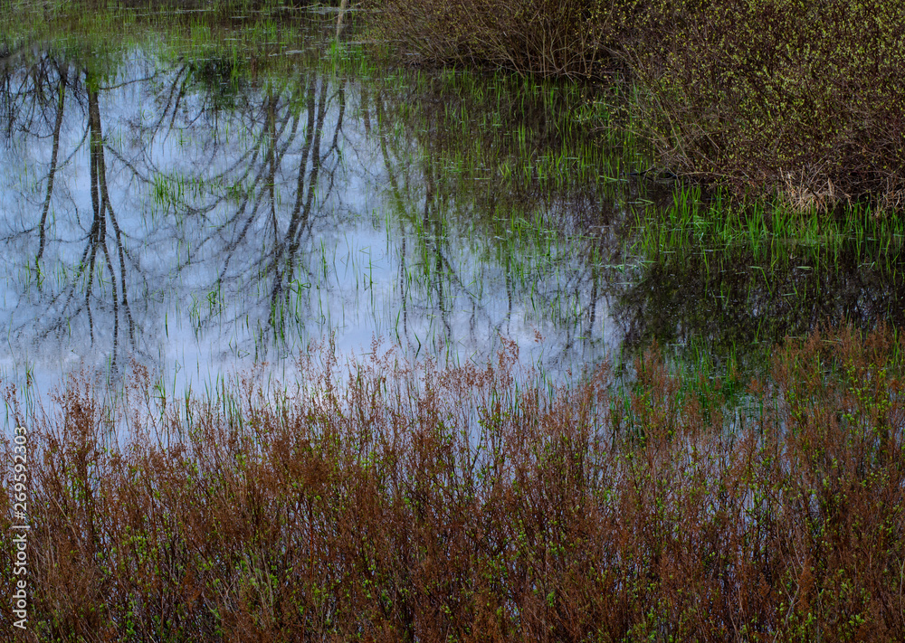 643-41 Spring Reflections 643-41 Spring Reflections