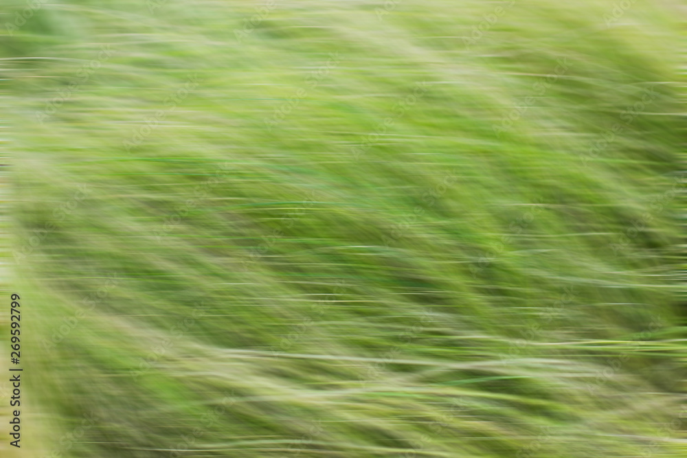 abstract green grass blurred background unfocused picture for some wallpaper pattern abstract green grass blurred background unfocused picture for some wallpaper pattern