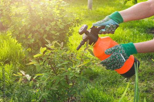 Young girl unknown in a straw hat and garden gloves treats sprinkles the bushes of plants in the garden on a summer day, the concept of gardening and farming agriculture