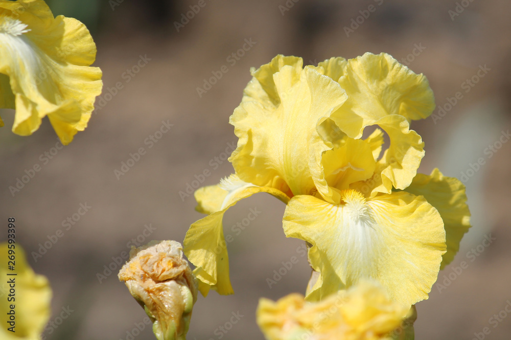 Yellow iris flower close-up in garden. Cultivar Lemon Pop from Intermediate Bearded Iris (IB) Group